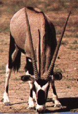 Gemsbok at the waterhole