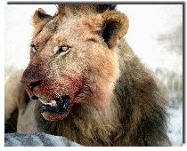 Bloody Lion