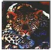 The Leopard
