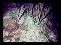 Dive7