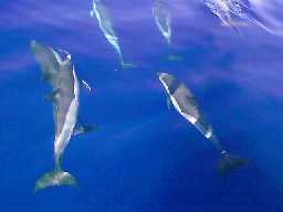 Dolphins