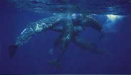 Sperm Whales
