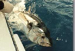 Sports Fishing
