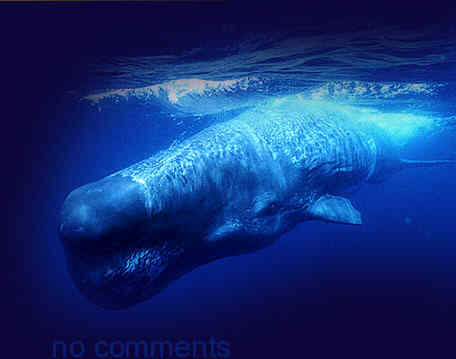 Norberto Diver