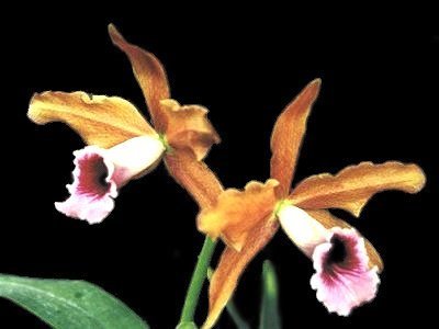 Laelia tenebrosa
