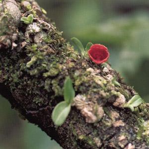 wild-35.jpg (42426 bytes)