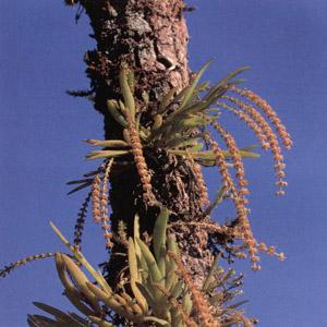 wild-36.jpg (46115 bytes)