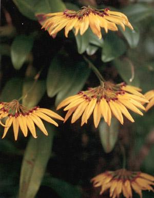 wild-50.jpg (42152 bytes)