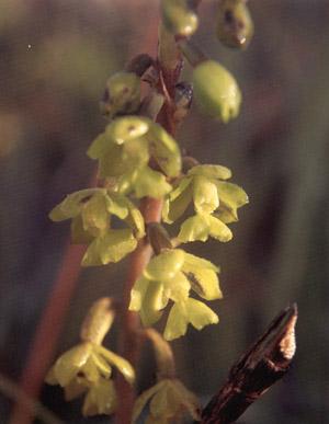 wild-55.jpg (33255 bytes)