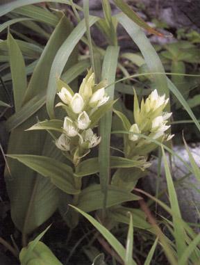 wild-58.jpg (43932 bytes)