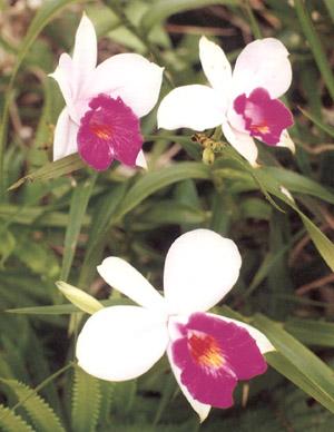 wild-60.jpg (44801 bytes)