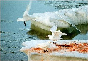 Ivory Gull, Ism�ge (pagophila eburnea)
