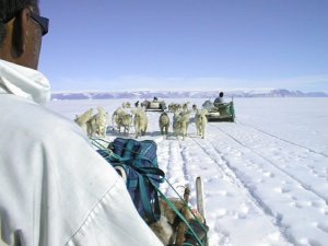 Dogsledge hunting party