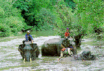Before loading the elephants, the mahout will lead them for a refreshing dip in the brook