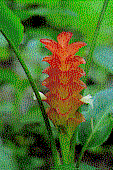 Kia Jiew (<i>Curcuma Roscoeana</I>), in dazzling colours