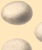 eggs (8 KB)