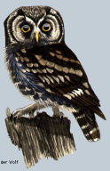 Boreal, Richardson's or Tengmalm's Owl (Aegolius funereus)