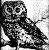 black and white drawing (51 KB)