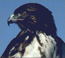Red-tailed Hawk or Redtail (Buteo jamaicensis)