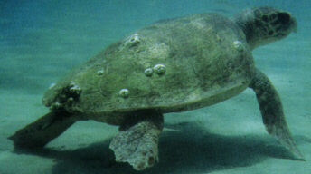 Female Loggerhead Sea Turtle (Caretta caretta) after egg-laying in Greece (70 KB)