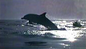 Gemeiner Delphin (Delphinus delphis)