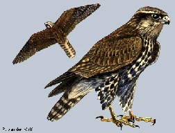 Lanner Falcon (Falco biarmicus)