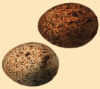 Eggs (71 KB)