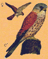Eurasian Kestrel (Falco tinnunculus)