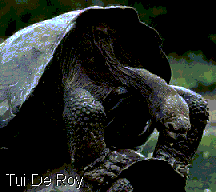 Giant (Galapagos) Tortoises (Geochelone elephantopis vandenburghi) bei der Paarung