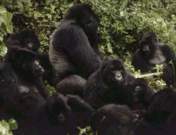 Gorilla (Gorilla gorilla)