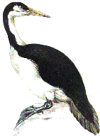 Restauration von Hesperornis regalis