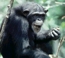 Schimpanse (Pan troglodytes)