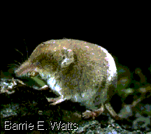 Waldspitzmaus (Sorex araneus)