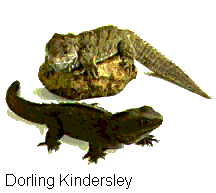 Tuatara (Sphenodon)