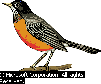 Microsoft Illustration