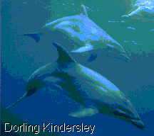 Bottle-nosed Dolphin (Tursiops truncatus)