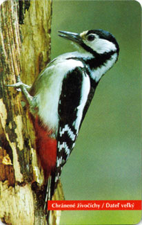 Woodpecker