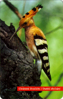Hoopoe