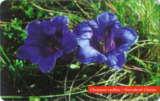 Gentian Clusii