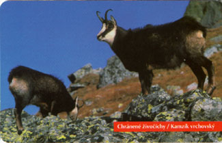 Chamois