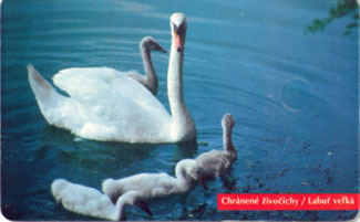 Swan