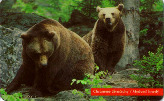 Brown Bear