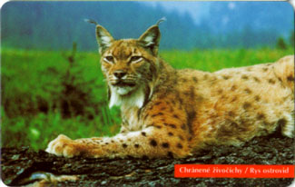 Lynx