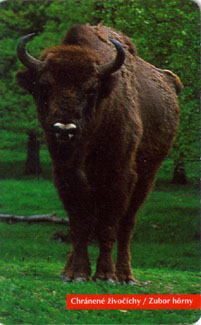 Bison