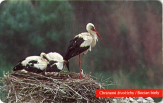 White Stork