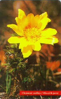 Adonis