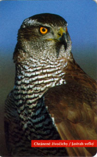 Hawk