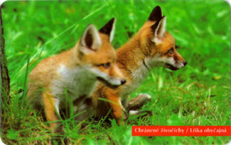 Red Fox