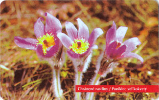 Pasque Flower