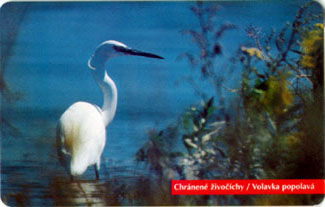 Ashen Heron